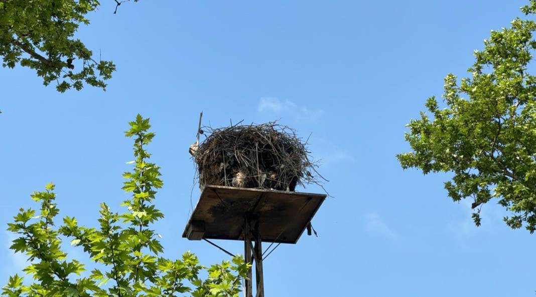 Tekirdağ'ın maskotu 'Gelendost' kamera ile izlenecek - Resim: 7